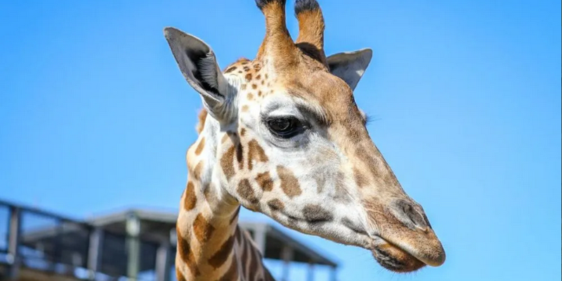 kidsbucketlist.com.au - Sydney Zoo - 2