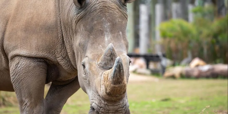 kidsbucketlist.com.au - Sydney Zoo - 4