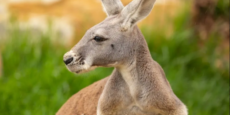 kidsbucketlist.com.au - Sydney Zoo - 5