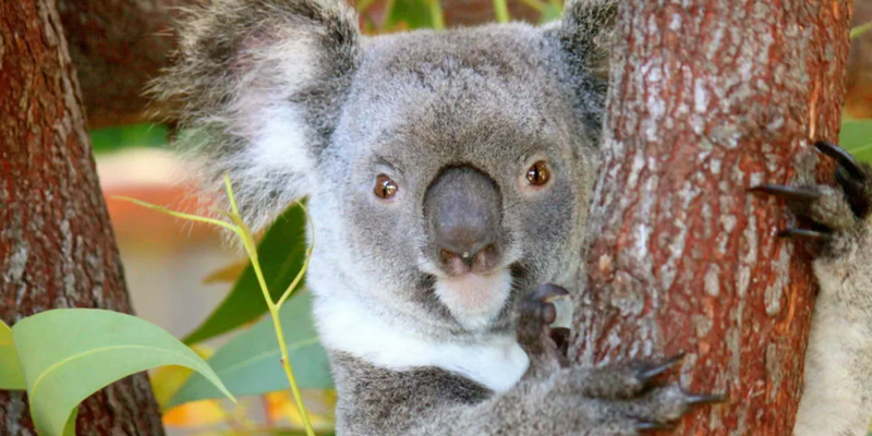 kidsbucketlist.com.au - Kuranda Koala Gardens and Birdworld - 2