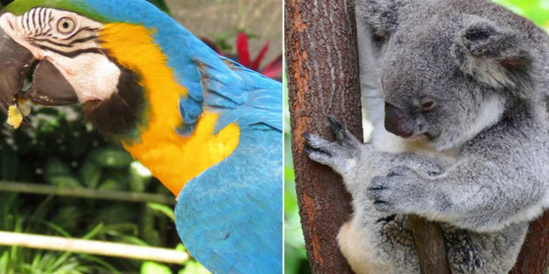 kidsbucketlist.com.au - Kuranda Koala Gardens and Birdworld - 3