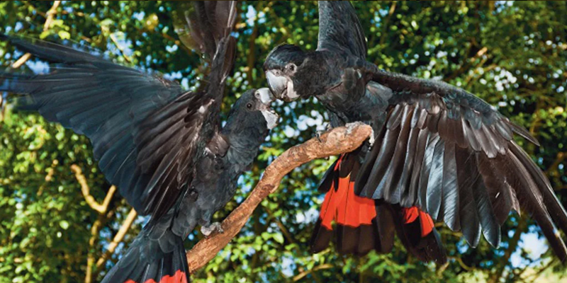 kidsbucketlist.com.au - Kuranda Koala Gardens and Birdworld - 4