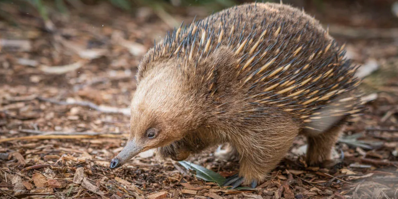 kidsbucketlist.com.au - Bonorong Wildlife Sanctuary - 1