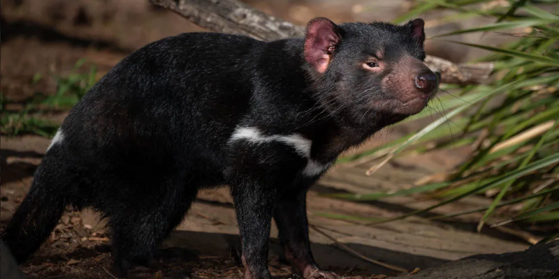 kidsbucketlist.com.au - Bonorong Wildlife Sanctuary - 2