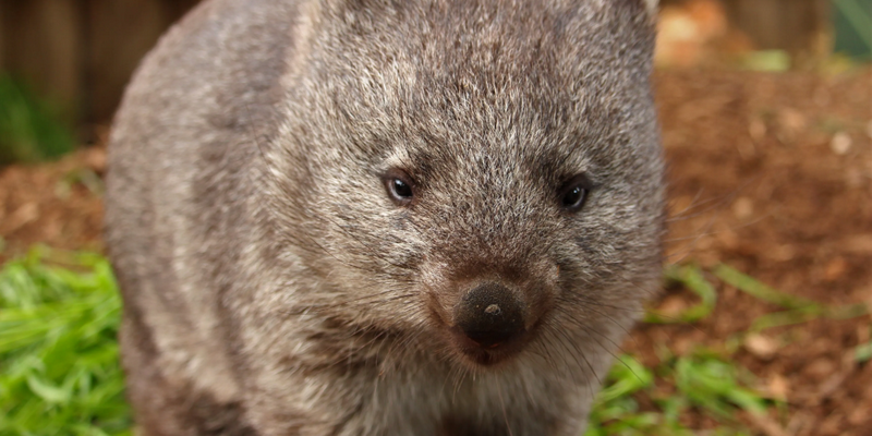 kidsbucketlist.com.au - Bonorong Wildlife Sanctuary - 4