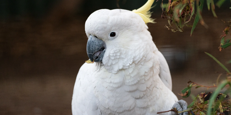 kidsbucketlist.com.au - Bonorong Wildlife Sanctuary - 5