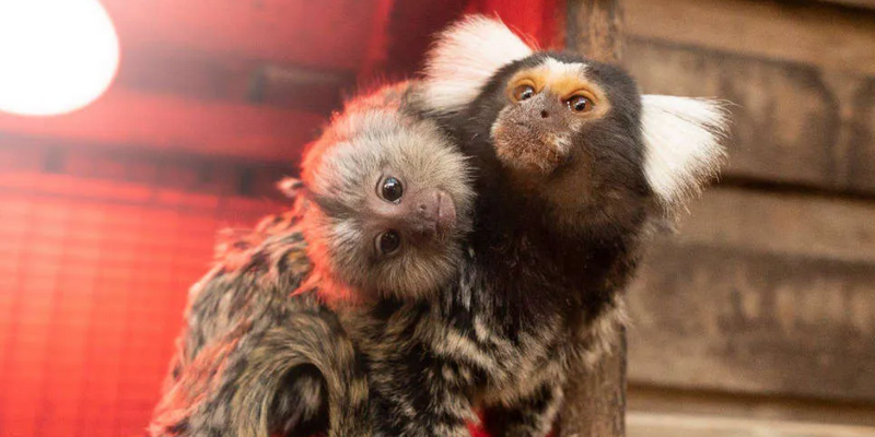 kidsbucketlist.com.au - Symbio Wildlife Park - 6