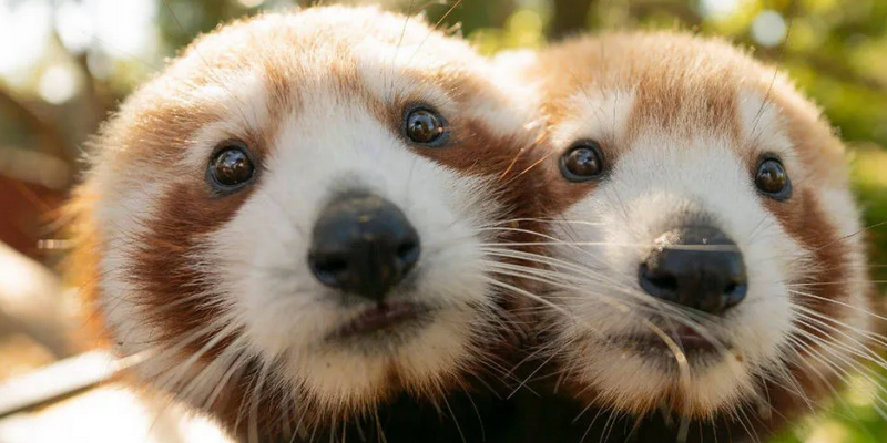 kidsbucketlist.com.au - Symbio Wildlife Park - 7