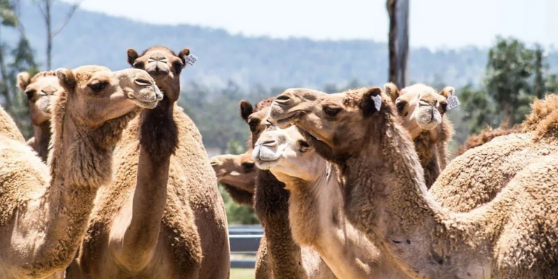 kidsbucketlist.com.au - Summer Land Camel Trail Ride - 5