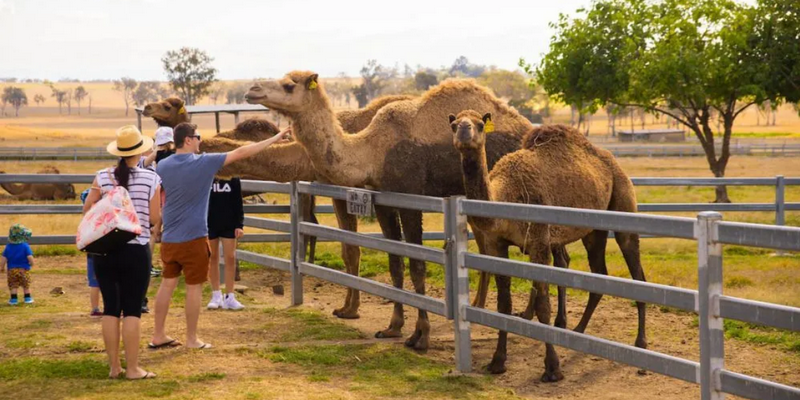 kidsbucketlist.com.au - Summer Land Camel Trail Ride - 6