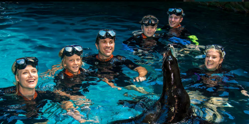 kidsbucketlist.com.au - Seal Swim at SEA LIFE Sunshine Coast - 1
