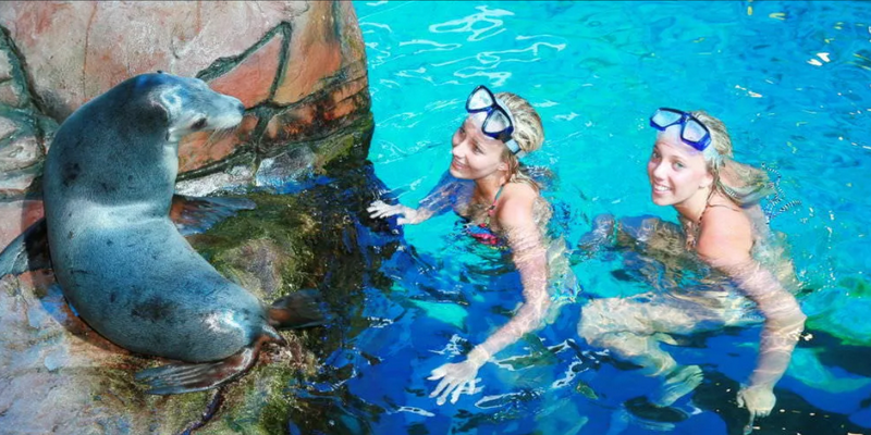 kidsbucketlist.com.au - Seal Swim at SEA LIFE Sunshine Coast - 2