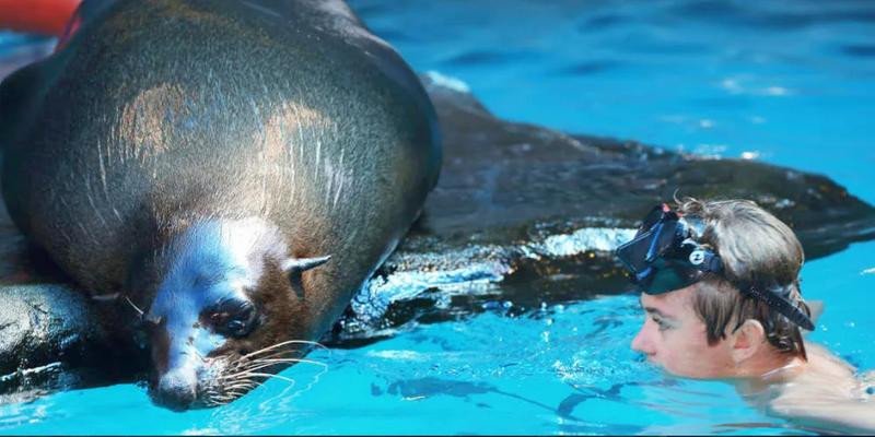 kidsbucketlist.com.au - Seal Swim at SEA LIFE Sunshine Coast - 3