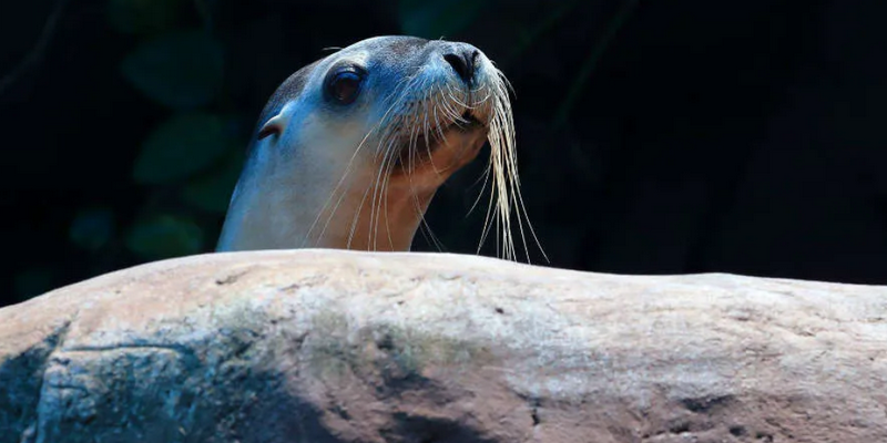 kidsbucketlist.com.au - Seal Swim at SEA LIFE Sunshine Coast - 6