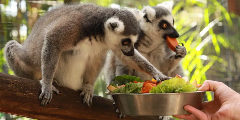 kidsbucketlist.com.au - Gorge Wildlife Park  - 1