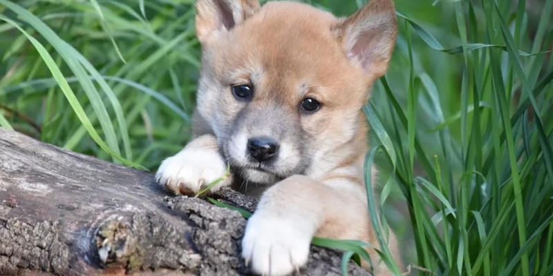 kidsbucketlist.com.au - Gorge Wildlife Park  - 5