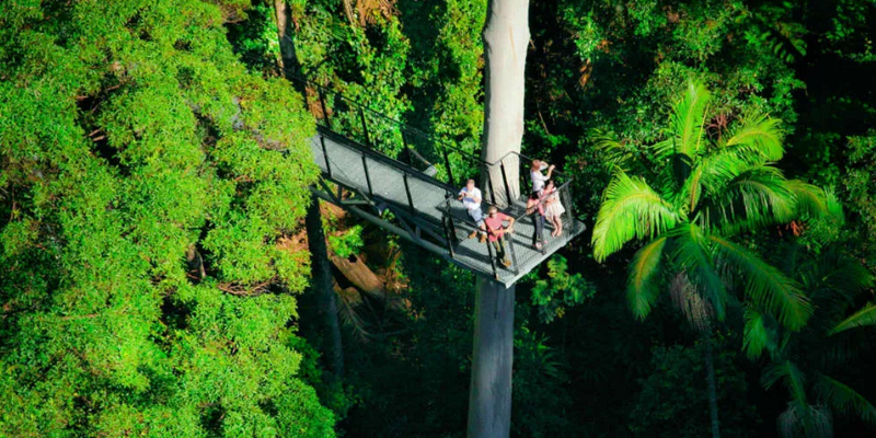 kidsbucketlist.com.au - Tamborine Rainforest Skywalk - 3