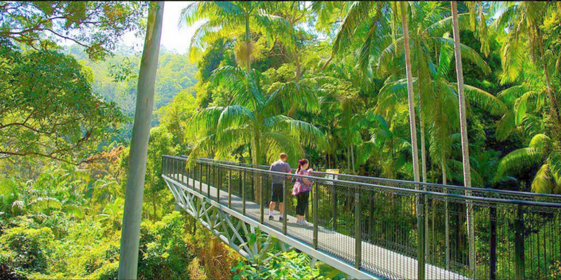 kidsbucketlist.com.au - Tamborine Rainforest Skywalk - 5