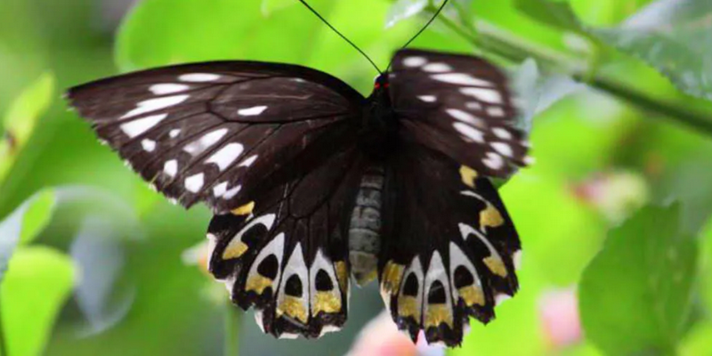 kidsbucketlist.com.au - Tamborine Rainforest Skywalk - 6