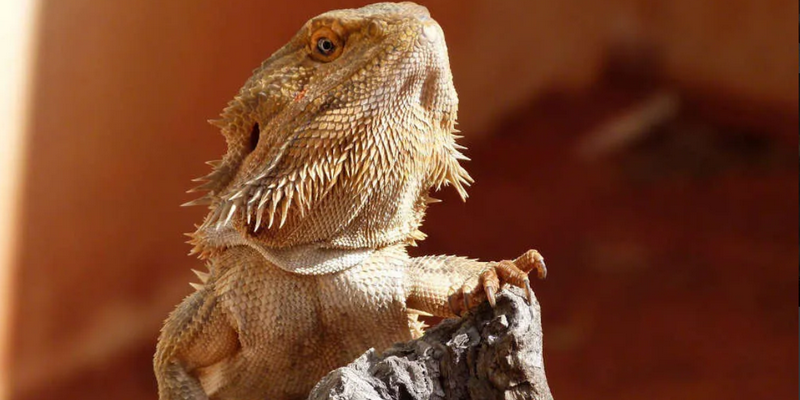 kidsbucketlist.com.au - Alice Springs Desert Park - 2