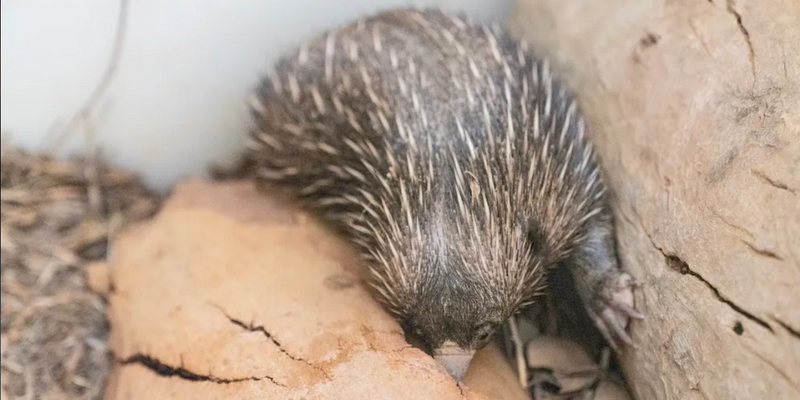 kidsbucketlist.com.au - Alice Springs Desert Park - 3