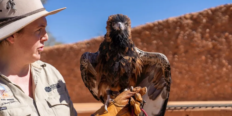 kidsbucketlist.com.au - Alice Springs Desert Park - 4