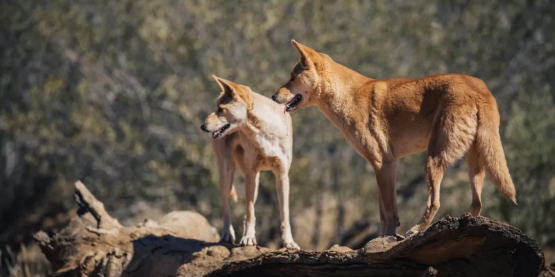 kidsbucketlist.com.au - Alice Springs Desert Park - 5