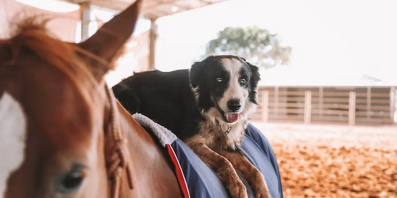 kidsbucketlist.com.au - Katherine Outback Show - 3