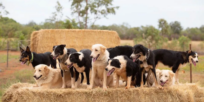 kidsbucketlist.com.au - Katherine Outback Show - 6