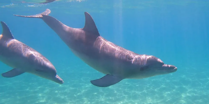 kidsbucketlist.com.au - Swim with Wild Dolphins in Bunbury - 2