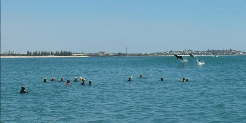 kidsbucketlist.com.au - Swim with Wild Dolphins in Bunbury - 5