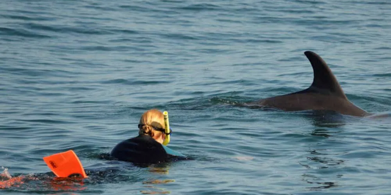 kidsbucketlist.com.au - Swim with Wild Dolphins in Bunbury - 6