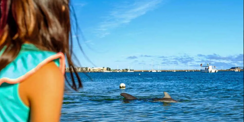 kidsbucketlist.com.au - Dolphin Discovery Centre Bunbury - 1