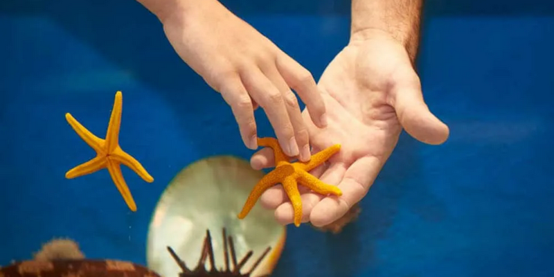 kidsbucketlist.com.au - Dolphin Discovery Centre Bunbury - 3