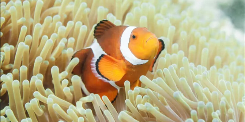 kidsbucketlist.com.au - Dolphin Discovery Centre Bunbury - 5