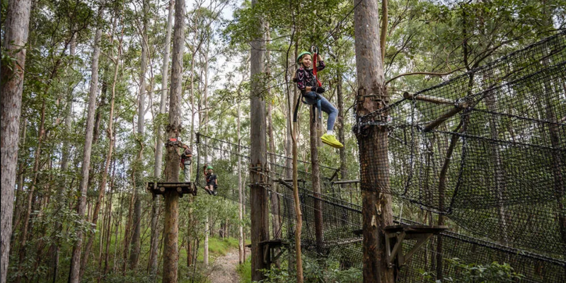 kidsbucketlist.com.au - Gold Coast Hinterland Treetop Challenge - 7
