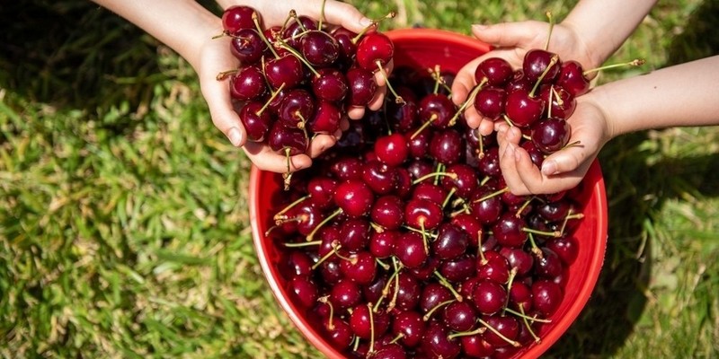 kidsbucketlist.com.au - Cherry Picking Coldstream - 2