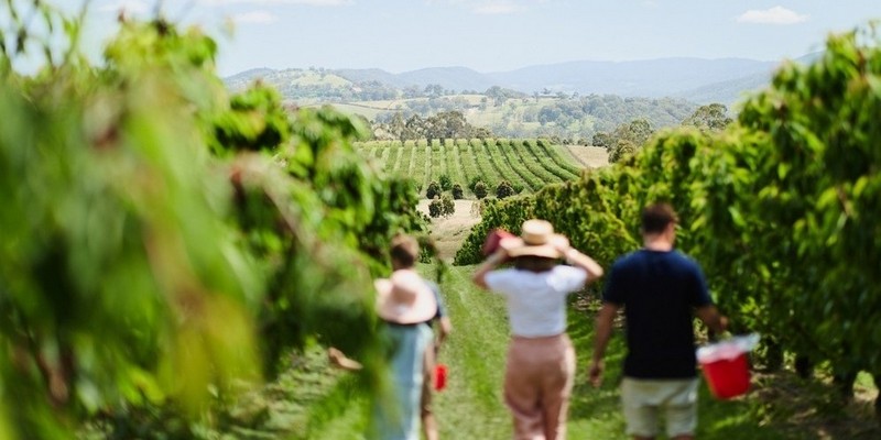 kidsbucketlist.com.au - Cherry Picking Coldstream - 4