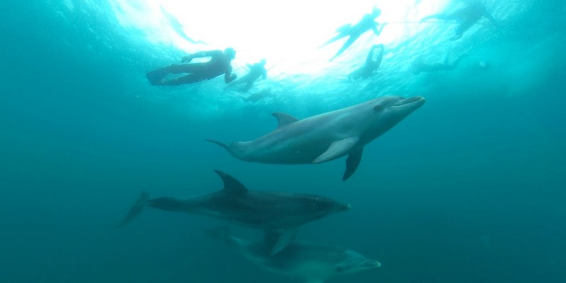 kidsbucketlist.com.au - Seal and Dolphin Swim Tour - Queenscliff - 1