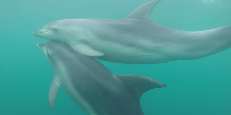 kidsbucketlist.com.au - Seal and Dolphin Swim Tour - Queenscliff - 2