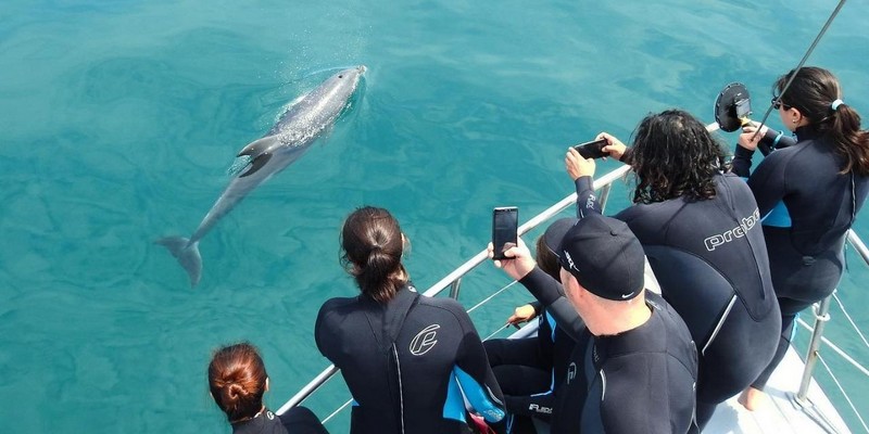 kidsbucketlist.com.au - Seal and Dolphin Swim Tour - Queenscliff - 3