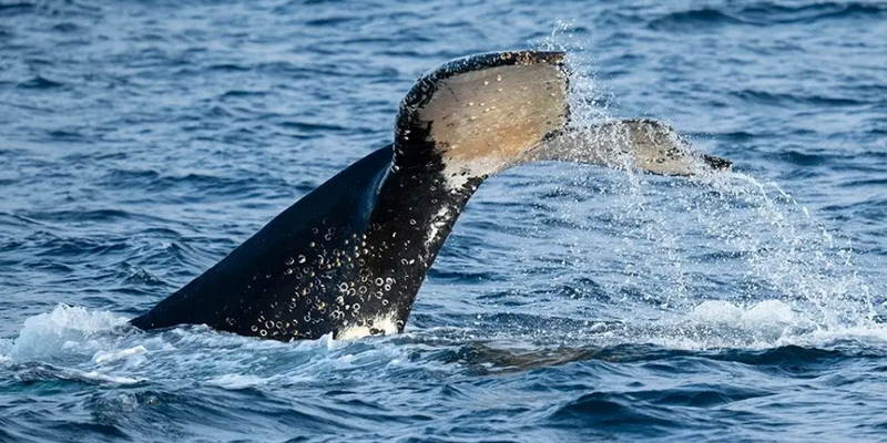 kidsbucketlist.com.au - Phillip Island Winter Whale Cruise - 1