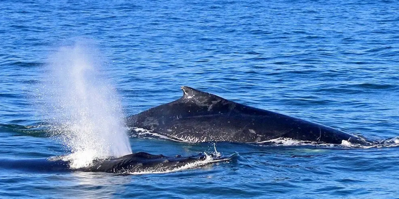 kidsbucketlist.com.au - Phillip Island Dolphin & Whale Cruise - 1