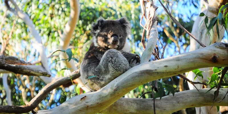 kidsbucketlist.com.au - Port Stephens Koala Sanctuary - 2