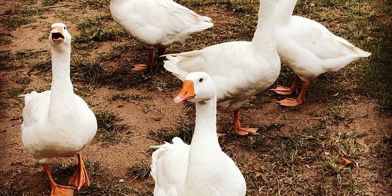 kidsbucketlist.com.au - Splitters Farm - 7
