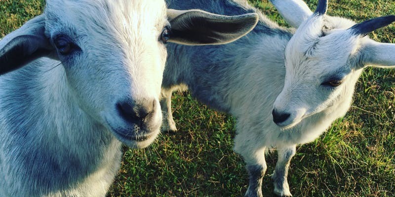 kidsbucketlist.com.au - Splitters Farm - 8