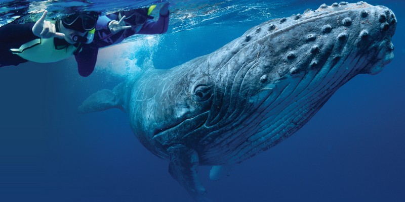 kidsbucketlist.com.au - Swim with Humpback Whales - 1