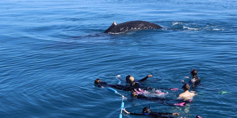 kidsbucketlist.com.au - Swim with Humpback Whales - 2