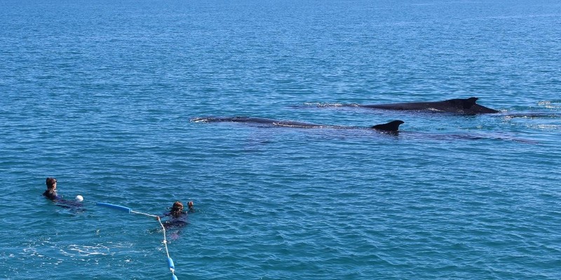 kidsbucketlist.com.au - Swim with Humpback Whales - 3