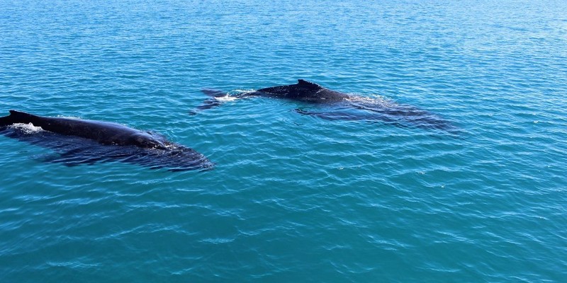 kidsbucketlist.com.au - Swim with Humpback Whales - 4
